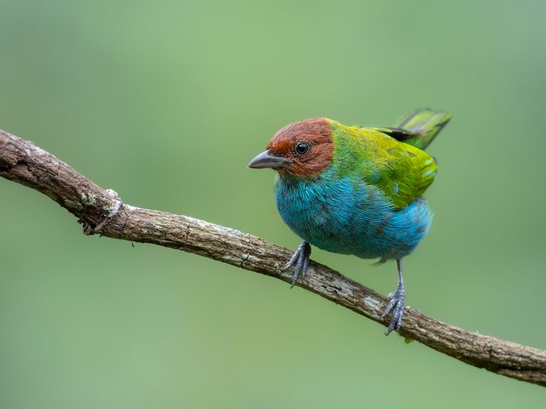 Bay_headed_tanager_tangara_gyrola