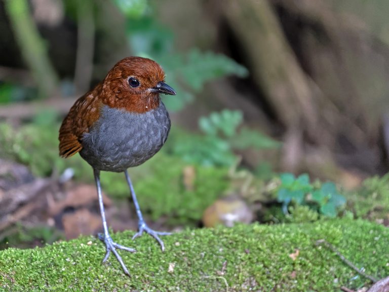 Bicolored_antpitta_grallaria_rufocinerea