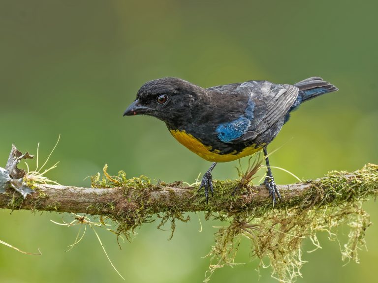 Black_and_gold_tanager_bangsia_melanochlamys