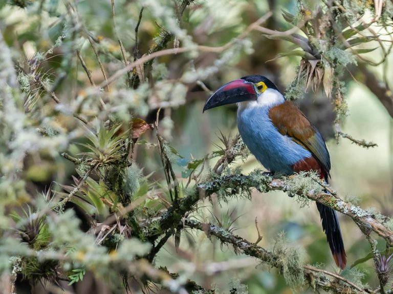 Black_billed_mountain_toucan_andigena_nigrirostris
