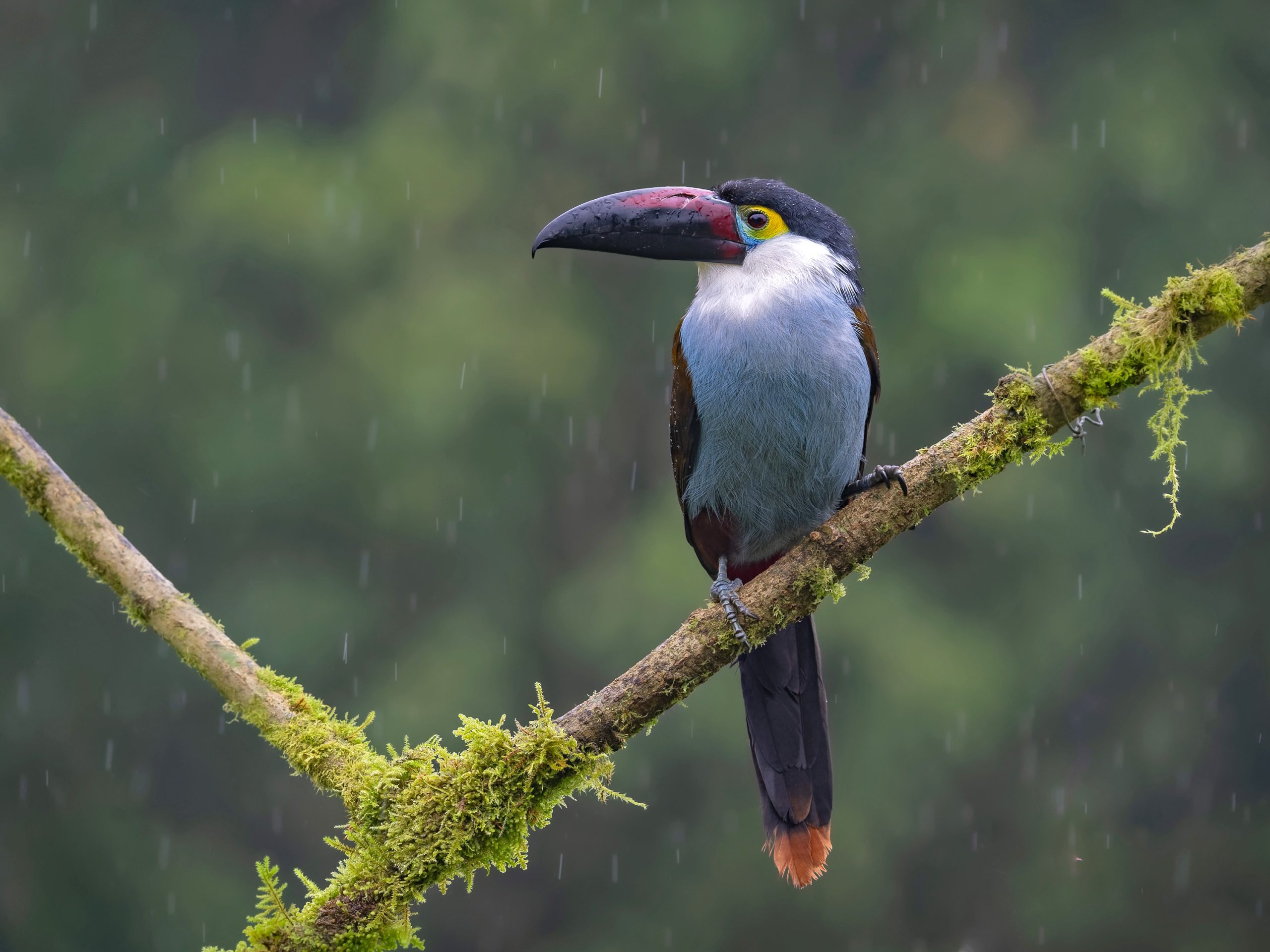 We are a Colombia-based Company Focused on Birdwatching and Nature Tourism.