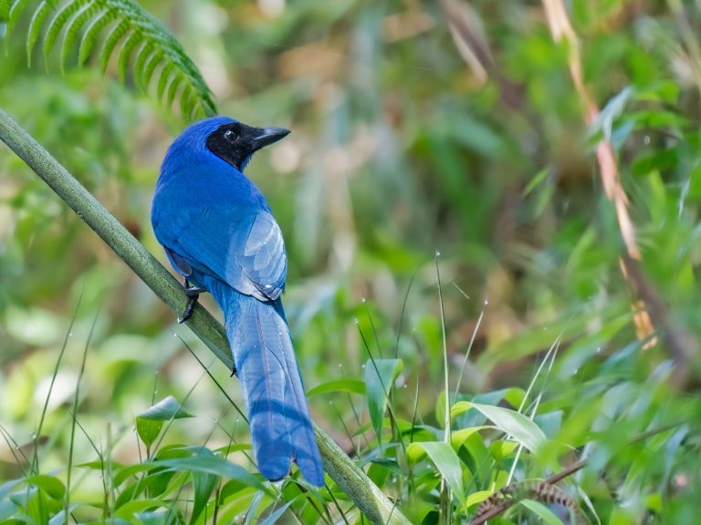 Black_collared_jay_cyanolyca_armillata
