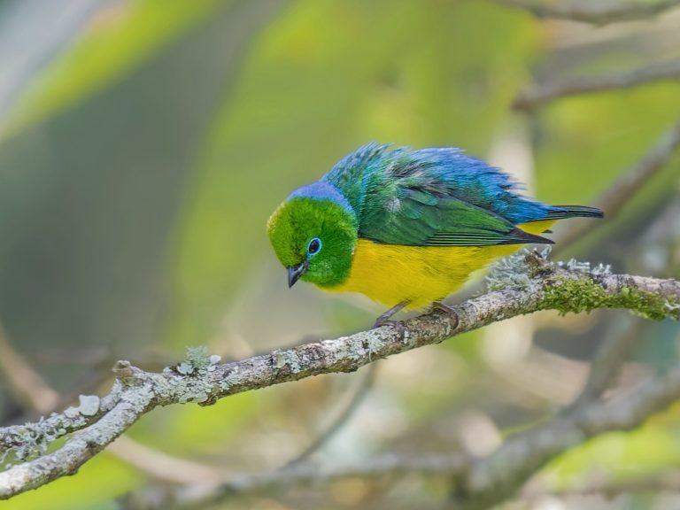 Blue_naped_chlorophonia_chlorophonia_cyanea