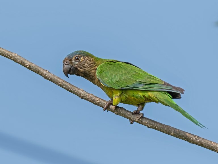 Brown_throated_parakeet_Eupsittula_pertinax