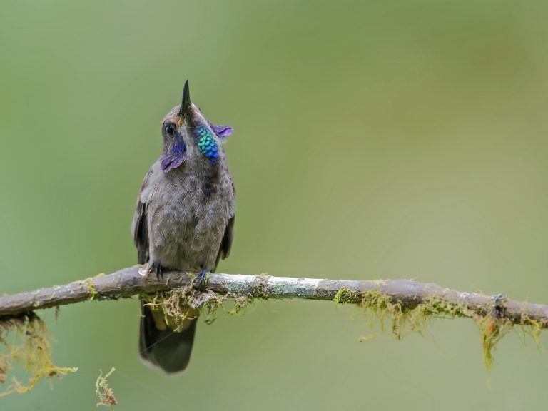 Brown_violetear_colibri_delphinae