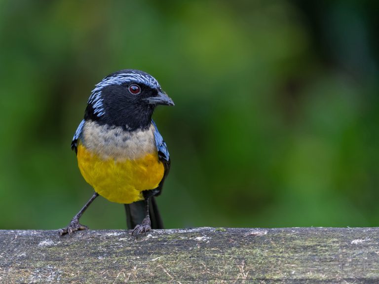 Buff_breasted_mountain_tanager_dubusia_taeniata