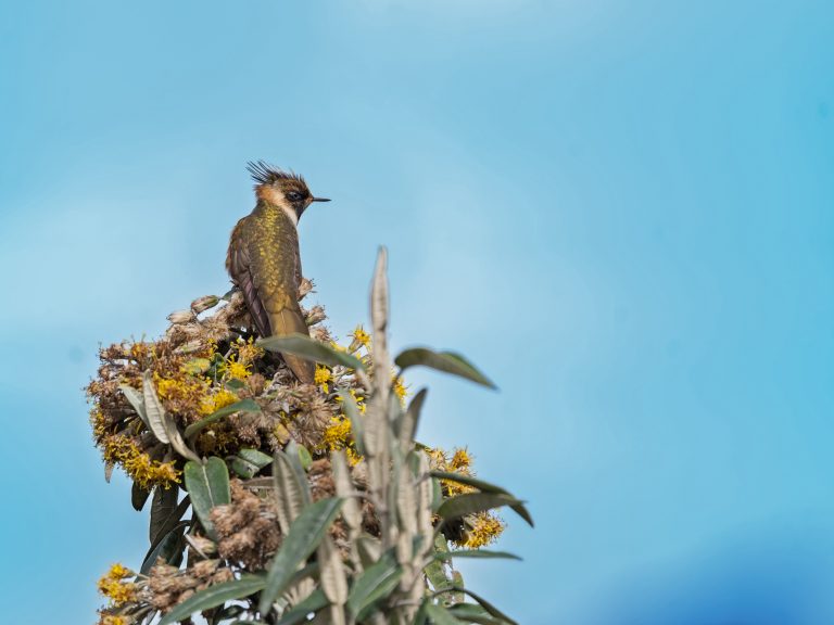 Buffy_helmetcrest_oxypogon_stubelii