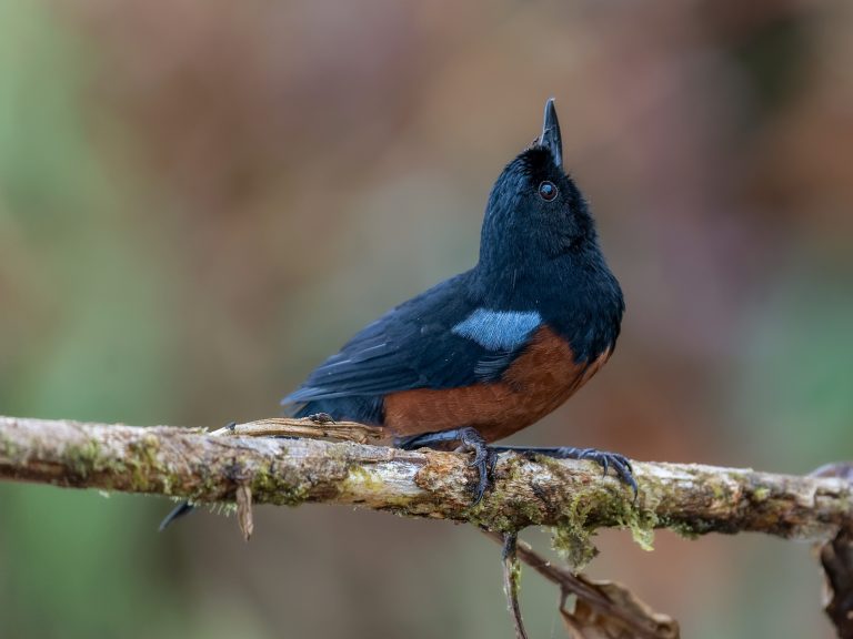 Chestnut_bellied_flowerpiercer_diglossa_gloriosissima