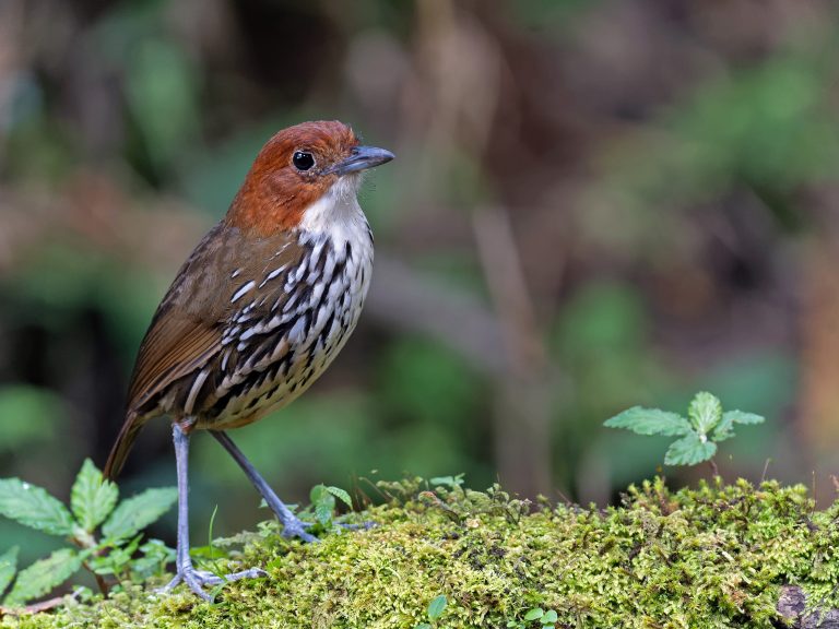 Chestnut_crowned_antpitta_grallaria_ruficapilla