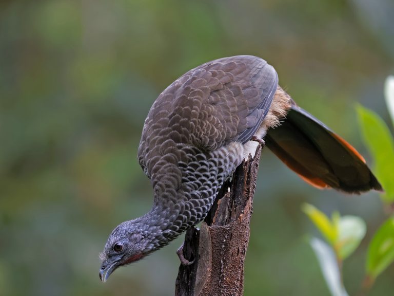 Colombian_chachalaca_ortalis_columbiana