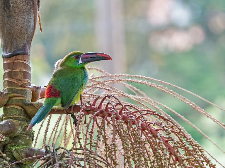 Crimson_rumped_toucanet_aulacorhynchus_haematopygus