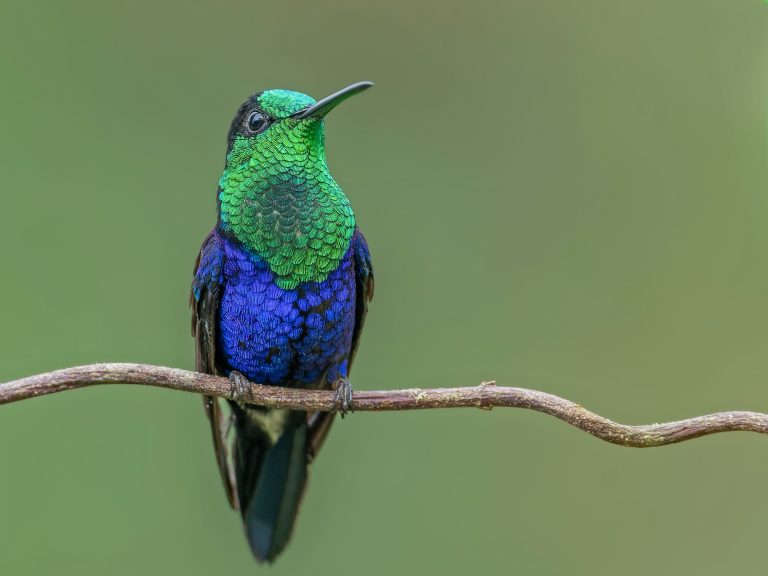 Crowned_woodnymph_thalurania_colombica