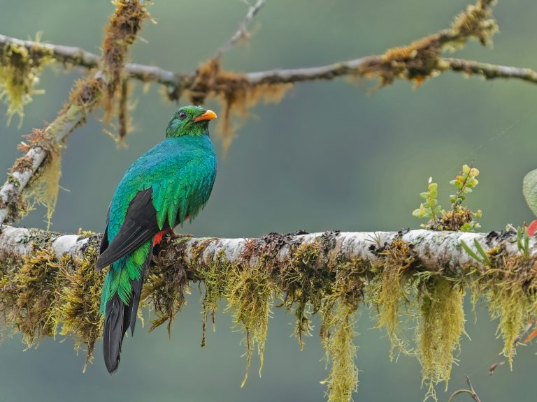 Golden_headed_quetzal_pharomachrus_auriceps