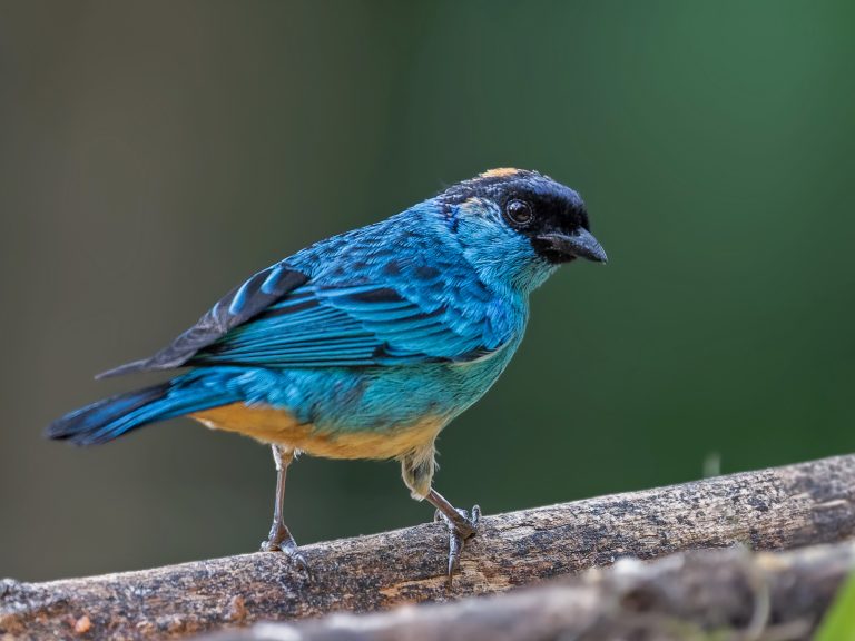 Golden_naped_tanager_chalcothraupis_ruficervix
