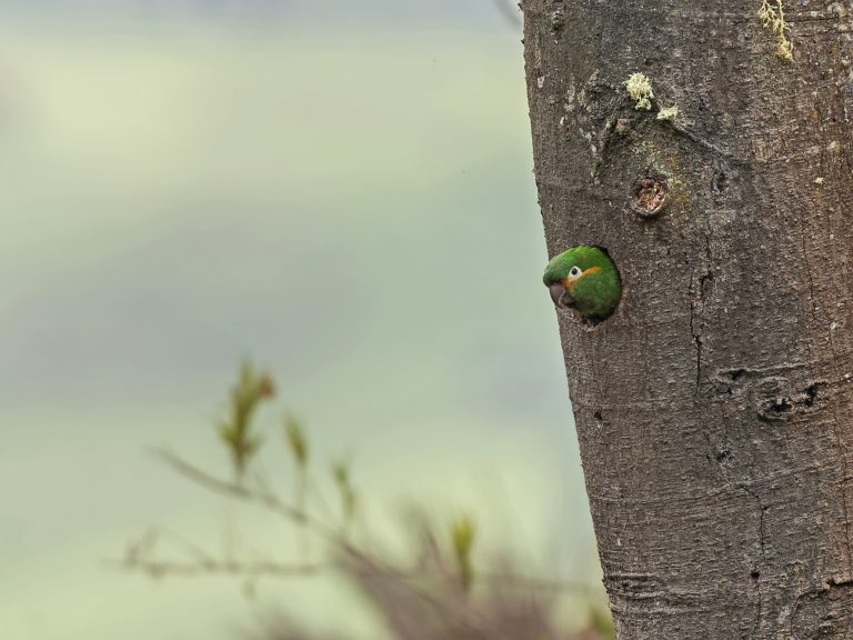 Golden_plumed_parakeet_leptosittaca_branickii