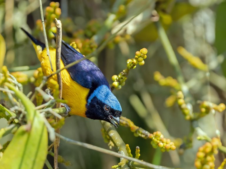 Golden_rumped_euphonia_chlorophonia_cyanocephala