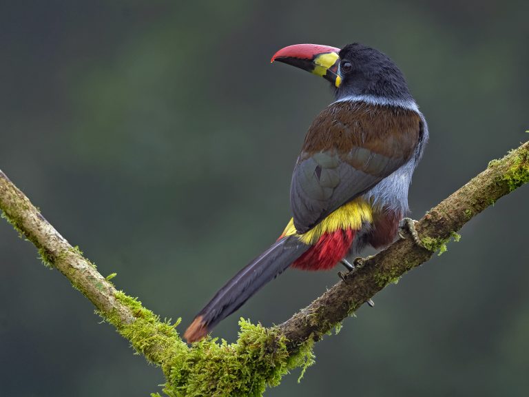 Gray_breasted_mountain_toucan_andigena_hypoglauca