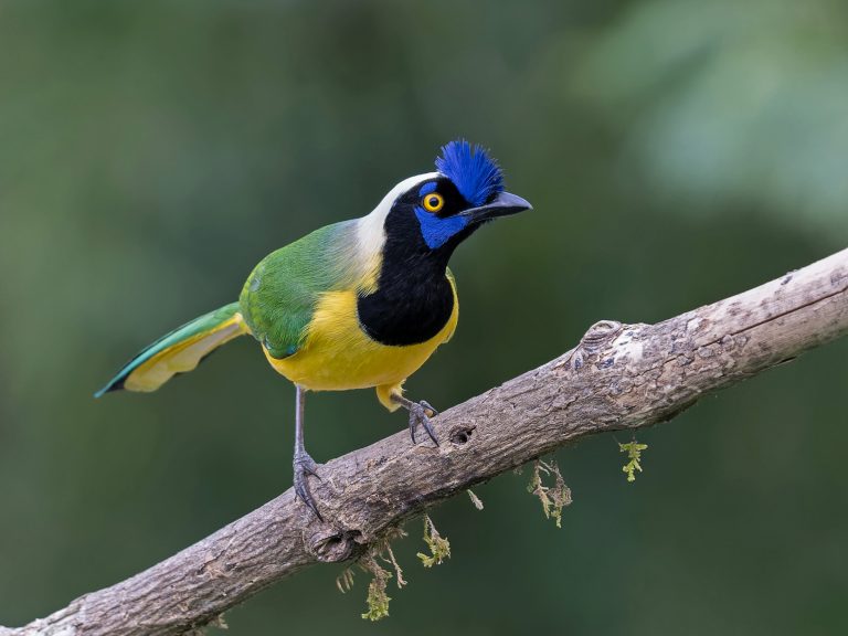 Green_jay_cyanocorax_yncas