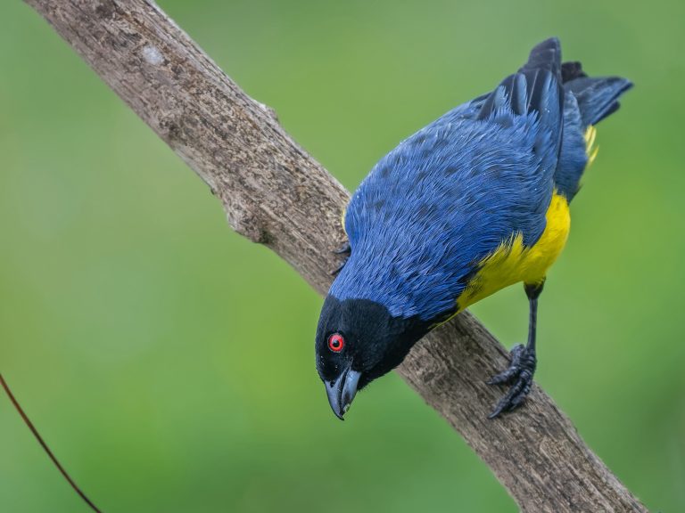 Hooded_mountain_tanager_buthraupis_montana