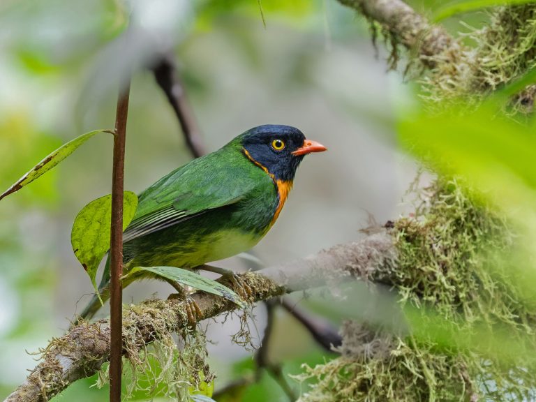 Orange_breasted_fruiteater_pipreola_jucunda