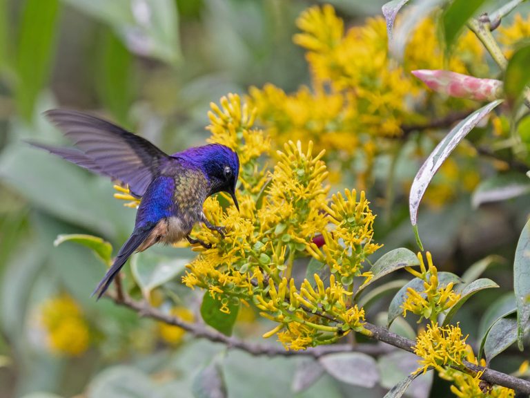Purple_backed_thornbill_ramphomicronmicrorhynchum