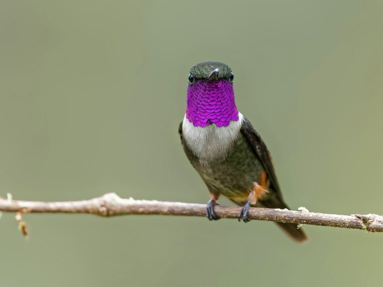 Purple_throated_woodstar_calliphlox_mitchellii
