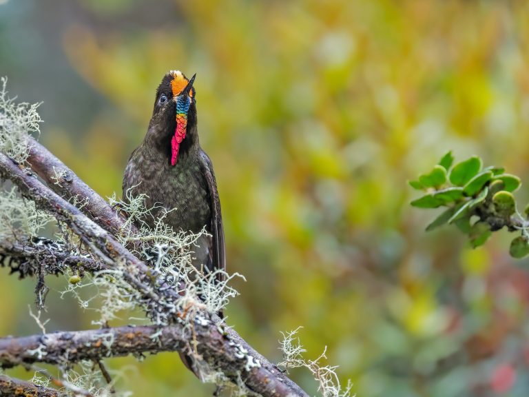 Rainbow_bearded_thornbill_chalcostigma_herrani