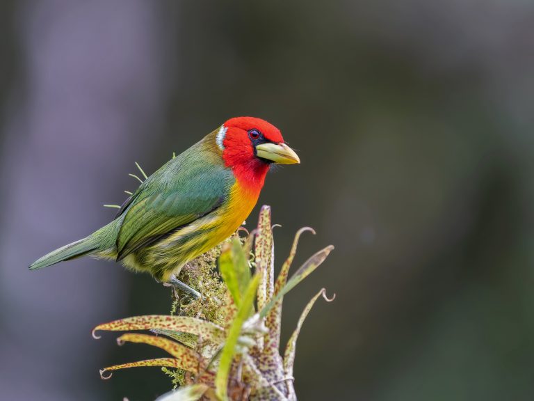 Red_headed_barbet_eubucco_bourcierii