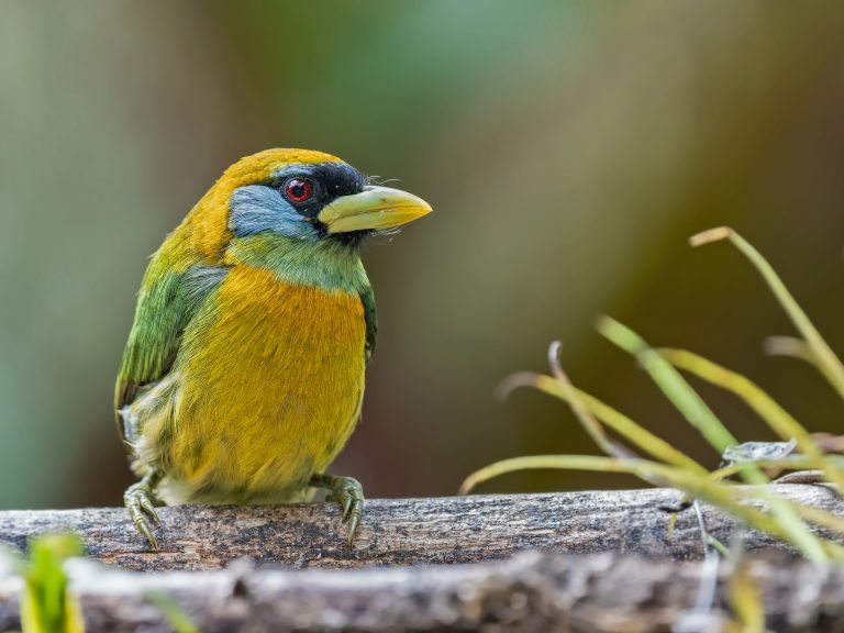 Red_headed_barbet_eubucco_bourcierii_