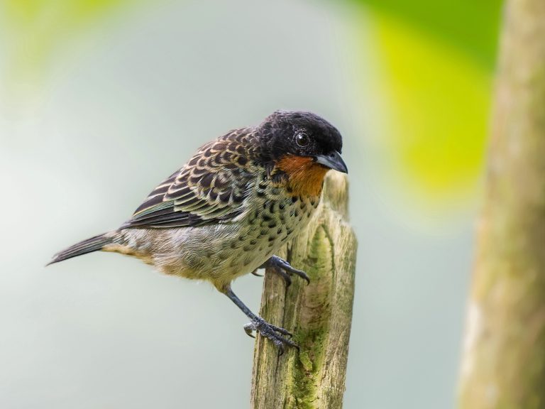 Rufous_throated_tanager_ixothraupis_rufigula
