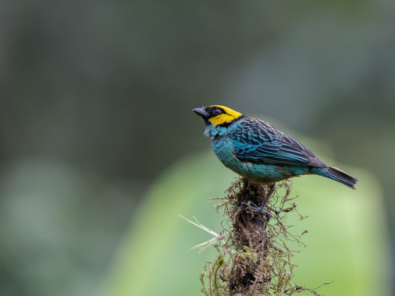 Saffron_crowned_tanager_tangara_xantocephala