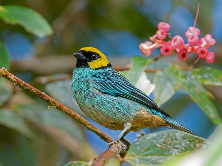 Saffron_crowned_tanager_tangara_xantocephala_