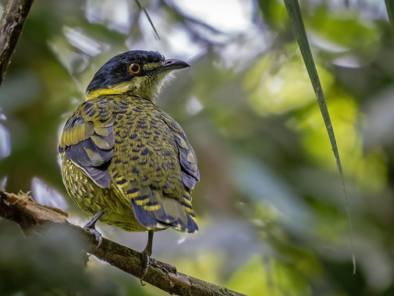 Scaled_fruiteater_ampeloides_tschudii
