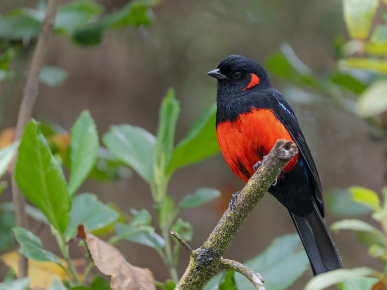Scarlet_bellied_mountain_tanager_anisognathus_igniventris