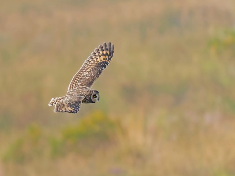 Short_eared_owl_asio_flammeus