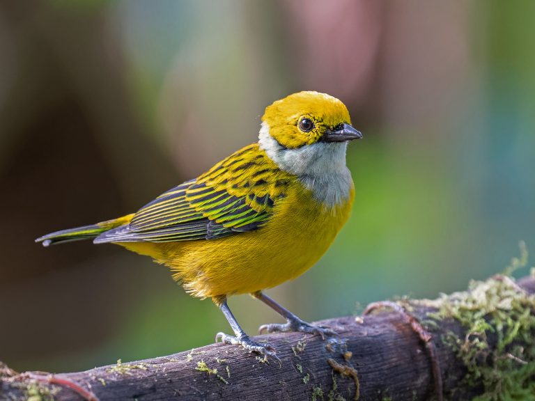 Silver_throated_tanager_tanagara_icterocephala