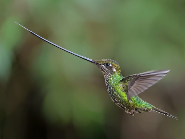 Sword_billed_hummingbird_ensifera_ensifera