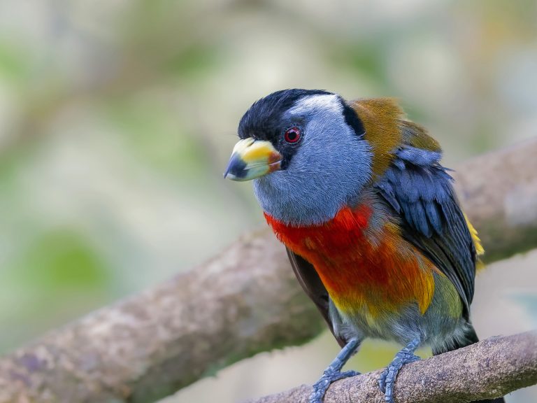 Toucan_barbet_semnornis_ramphastinus