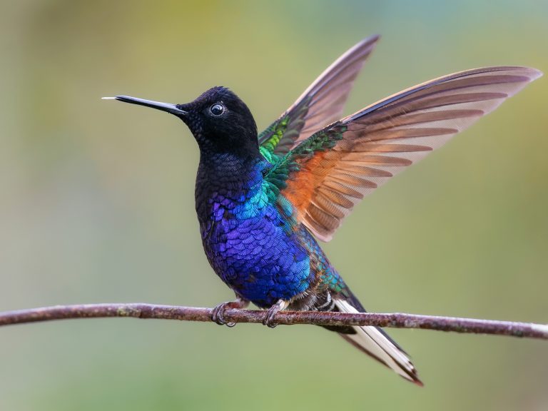 Velvet_purple_coronet_boissoneaua_jardini