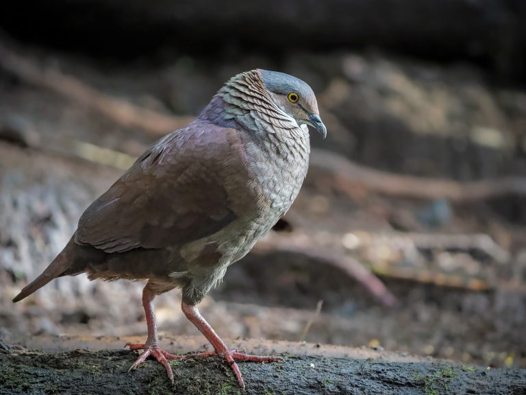 White_throated_quail_dove_zentrygon_frenata