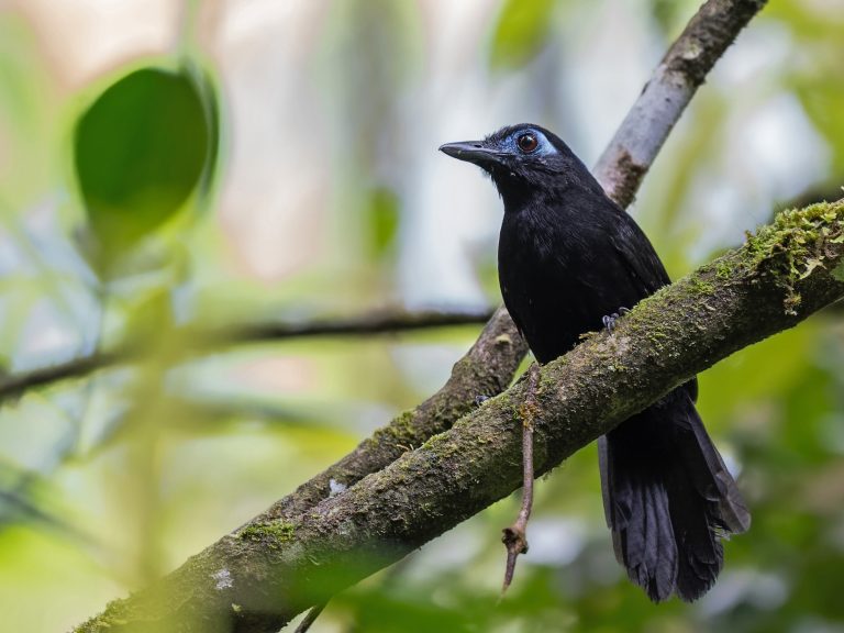 Zeledons_antbird_hafferia_zeledoni