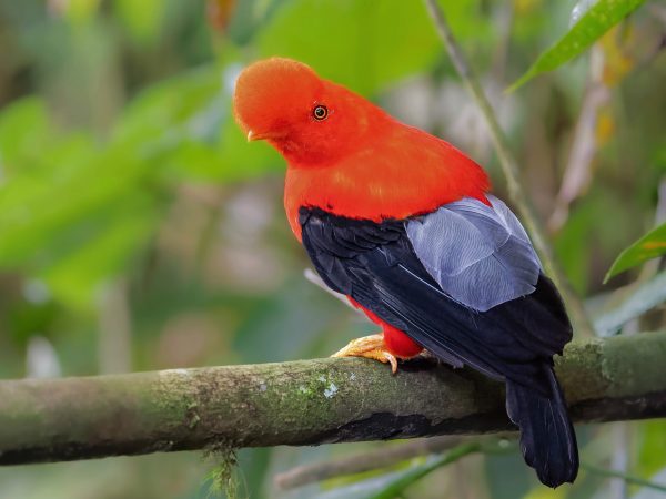 Chocó and Western Andes