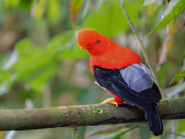 Andean_cock_of_the_rock_rupicola_peruvianus