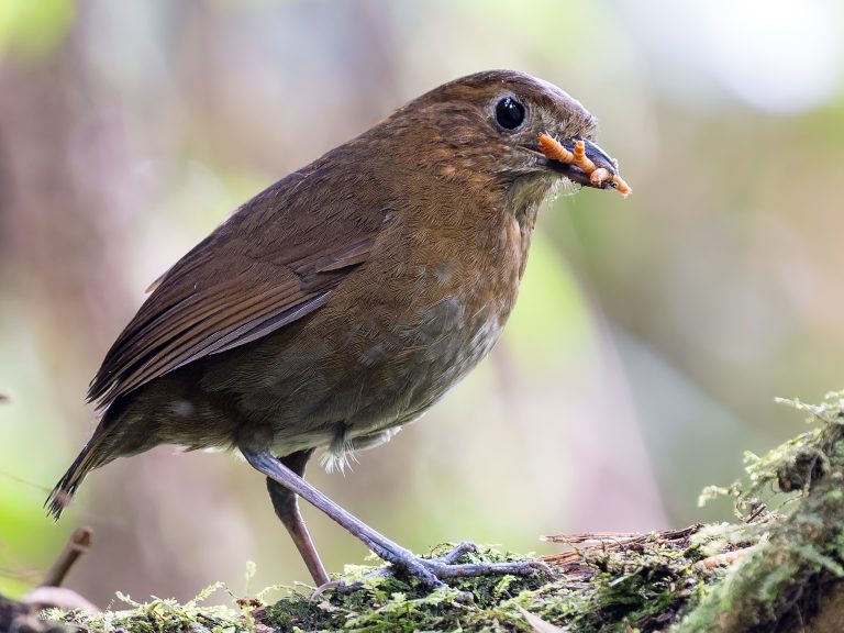 Brown_banded_Antpitta_Grallaria milleri