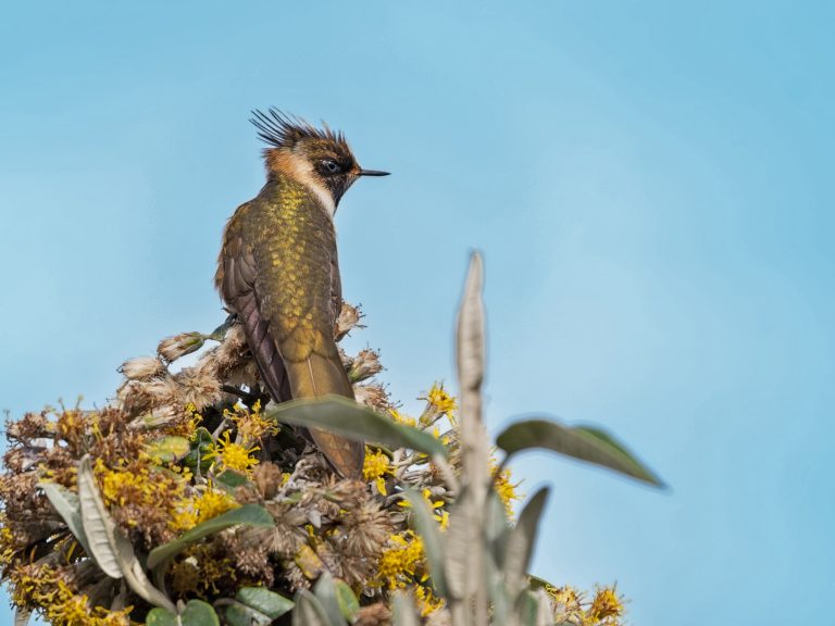Buffy_helmetcrest_oxypogon_stubelii 01
