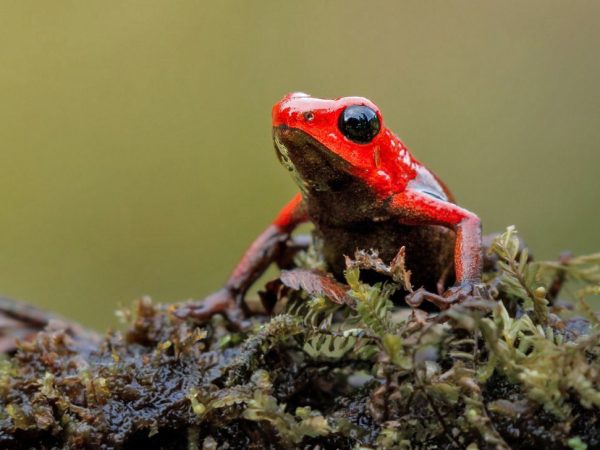 Herping Photography Tour