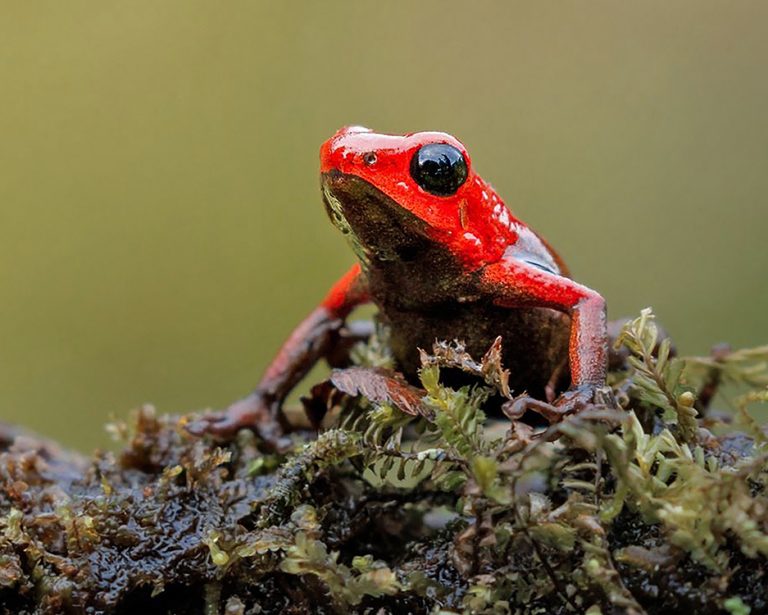 Frog 03a