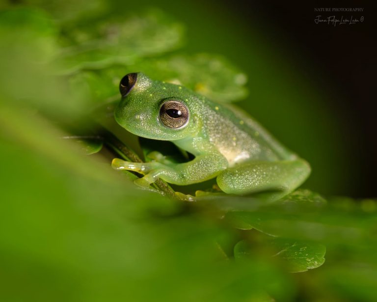 Frog 04a