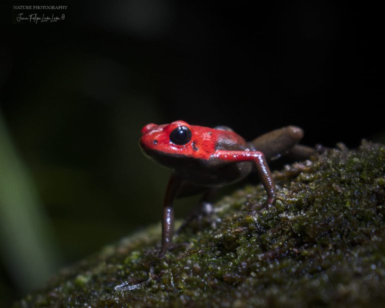 Frog 05a