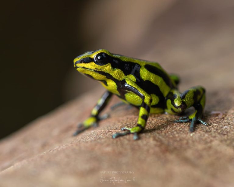 Frog 06a